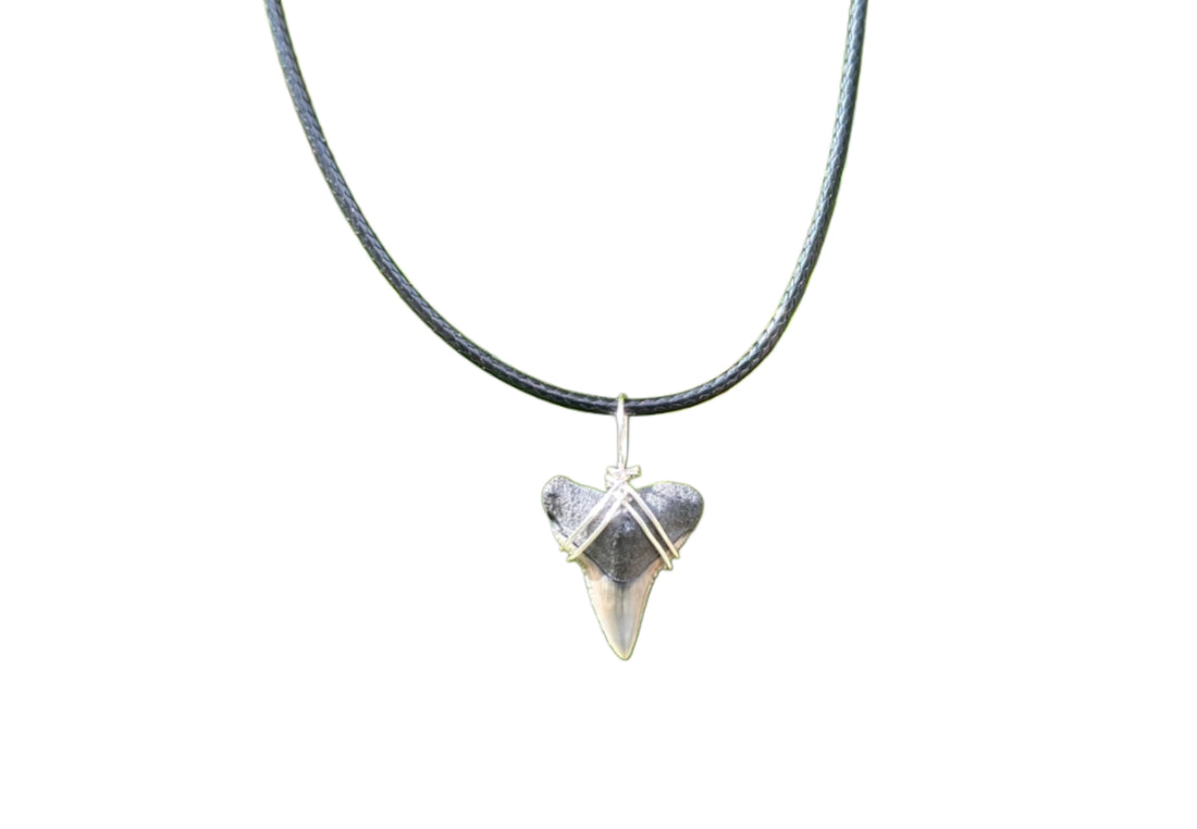 Shark Tooth Necklace image 0